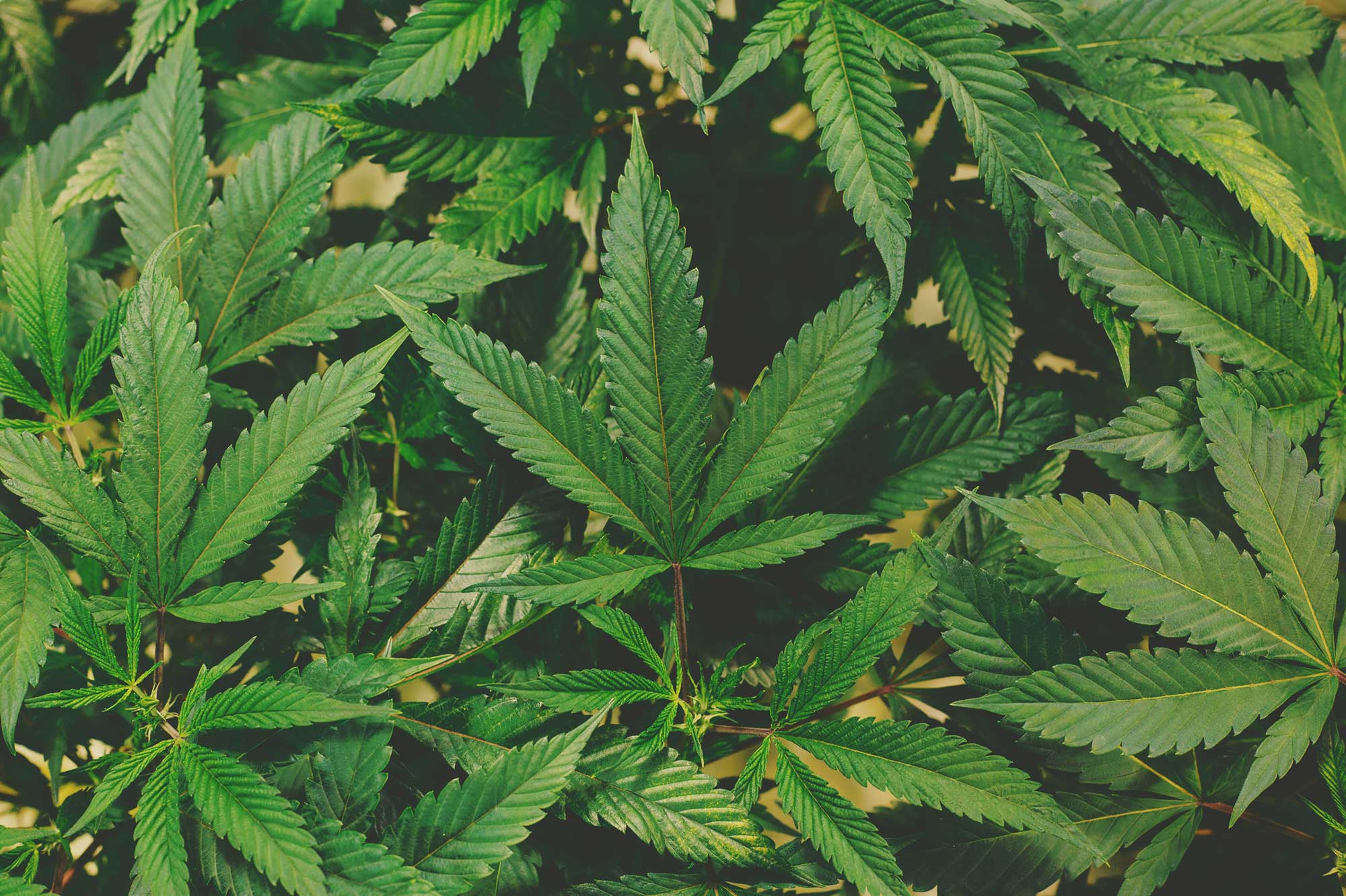 Is Weed a Drug?  Marijuana Addiction Treatment Center FL