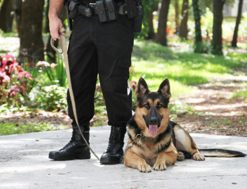Tips from UWAC for Keeping Your K-9 Hydrated and Healthy